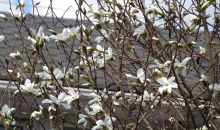 Siltās Lieldienas.