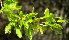 16. maijs Ziemeļvidzemē.