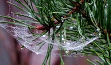 Drūmais un pelēkais.