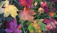 Mans rudens