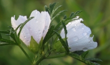 Zaļi-brūnie Mārtiņi.