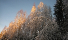 06.04.2013. rīts mežā