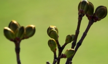 Pavasaris Rīgas centrā