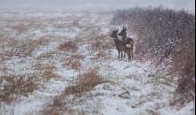 Pirmais sniegs 2014.11.21