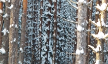Žīguri 15. - 18. decembrī