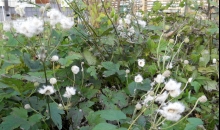 Diena pēc vētras ...