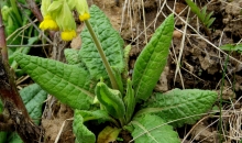 Jurģu diena pienākusi.