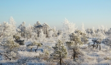 Ziemas meklējumi. Ķemeru tīrelis. 30.12.2015.
