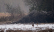 Pavasara pirmais mēģinājums.