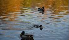 Zeltītā oktobra pēcpusdiena Pārdaugavas pusē