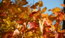 Strauji iezogoties rudenim...