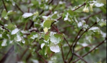 Sniegots sveiciens svētkos!