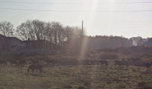 Pavasarīgais rudens Tērvetē.