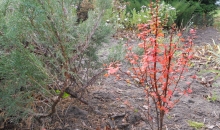 Diena pēc vētras ...