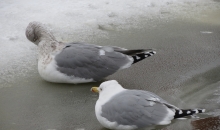 Ventspils Vidumupītes "biosfēra"