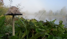 Miglas rītu burvība.