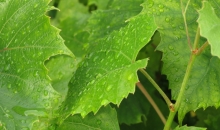 Jūlija foto noskaņas