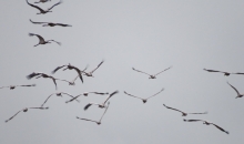 Applūduši Allaži (bez sēnēm) :)))