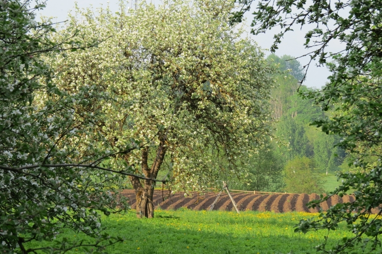 19.05. vakarpuse, ābeles zied ļoti bagātīgi