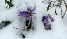 Otro Lieldienu rīts Rīgā, Pārdaugavā