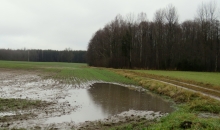 Mitrais novembris