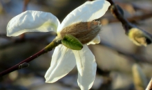 3 saulainas maija dienas.