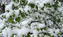 Otro Lieldienu rīts Rīgā, Pārdaugavā