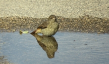 No Jāņiem līdz...