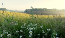 No Jāņiem līdz...