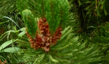 4.jūlija Marsa saulriets