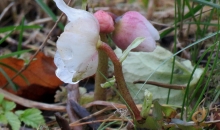 Mitrais novembris