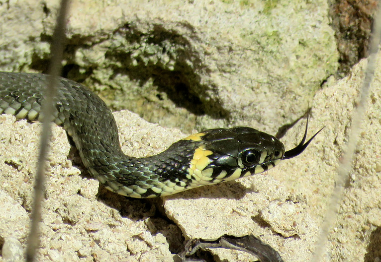 Dienas vidū saulītē sildās zalkši.