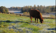 Oktobris ar pirmajām sala naktīm.