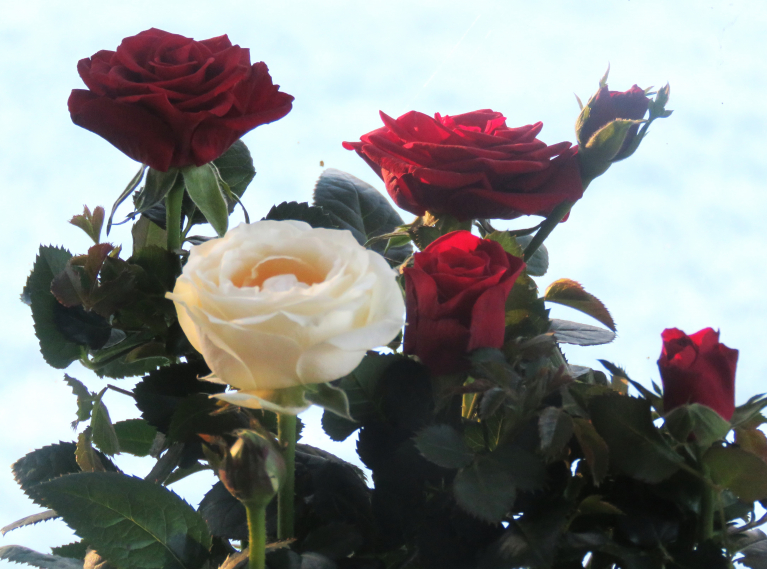 Sveiciens Latvijas dzimšanas dienā!