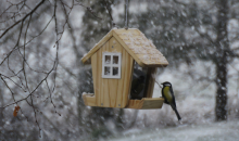 Vidzemes baltie svētki.