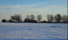 No sniegvilkšņa uz spelgoni.