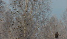 Stindzenis, dzeltenās stērstes un klijāns