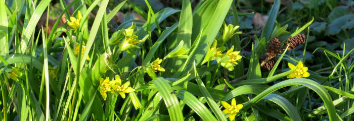 Mainīgais pavasaris