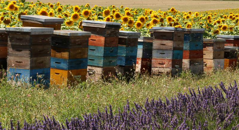 Ruches-Tournesols.jpg