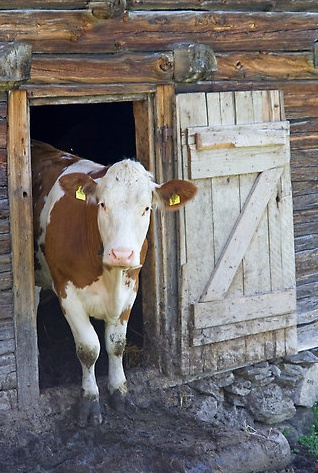 Vache-porte.jpg