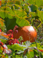 fruits-legumes.jpg