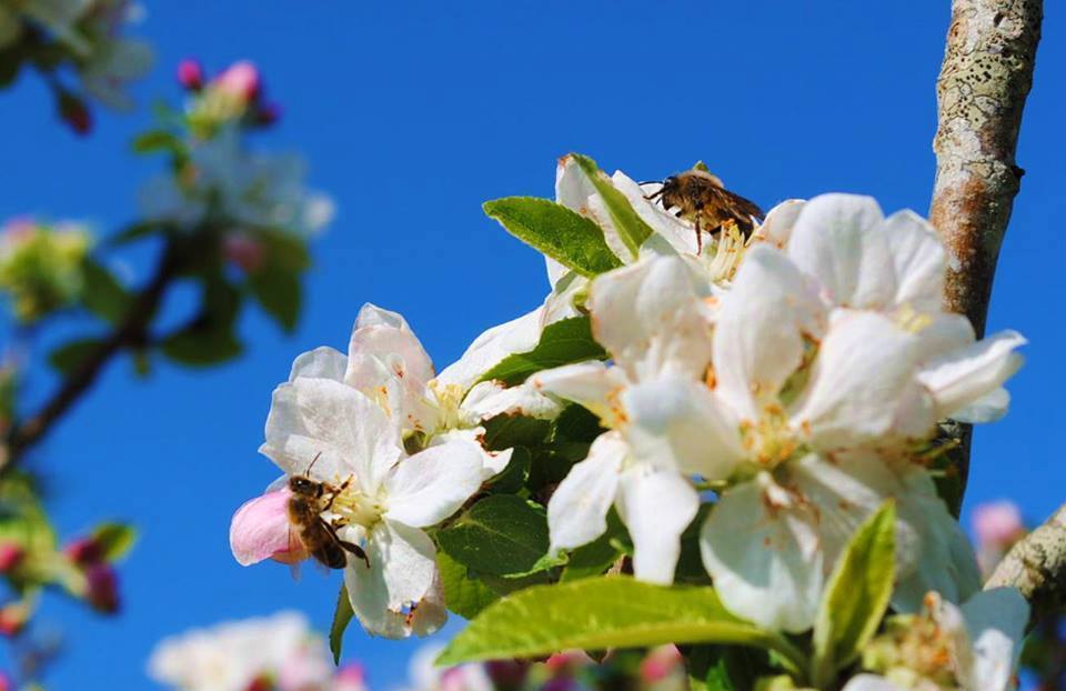 Fleurs_butinées_1.jpg