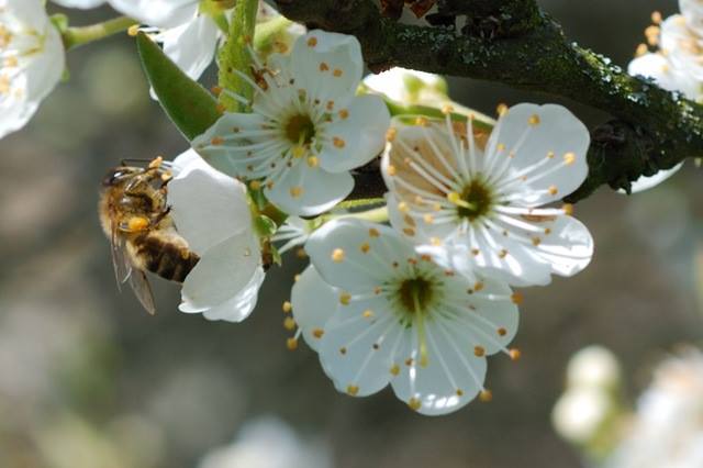 Fleurs_butinées.jpg