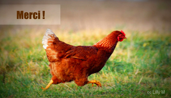poule-court-550px.jpg