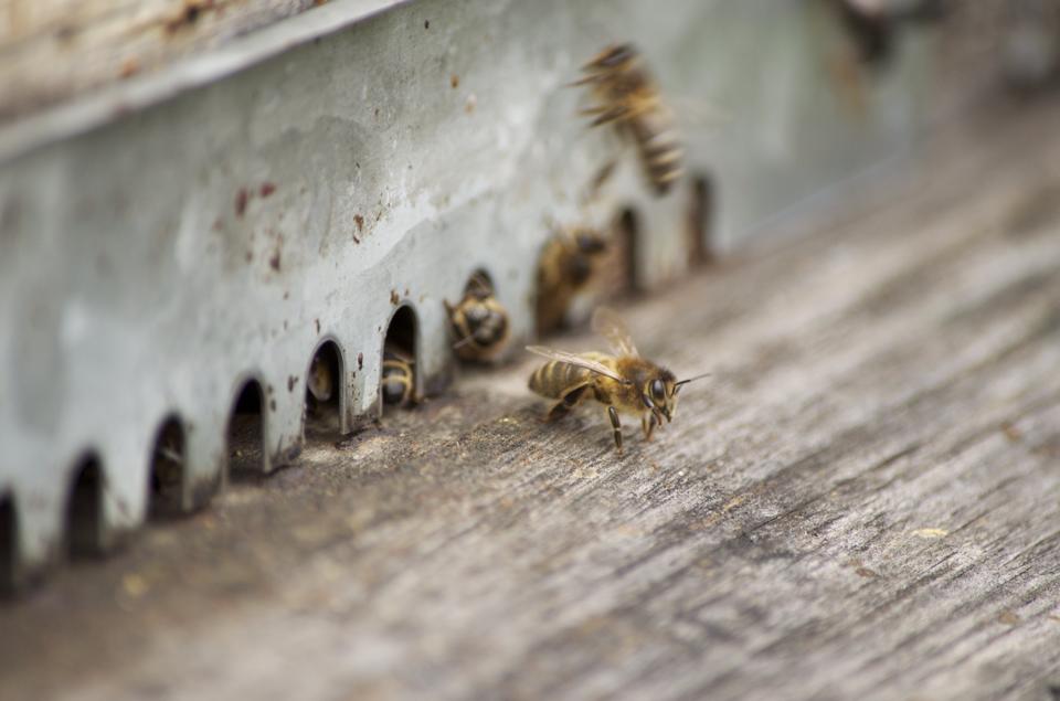 abeille.jpg