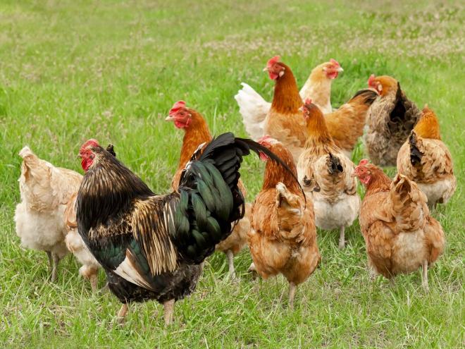 poule.jpg