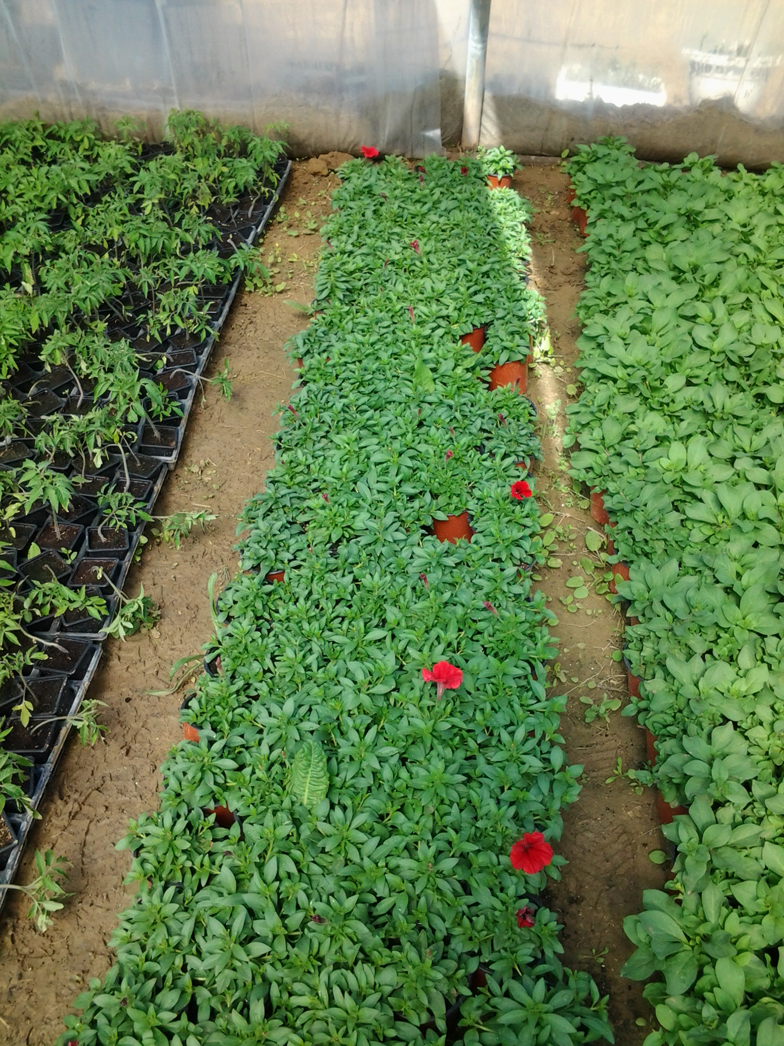 horti_2.jpg