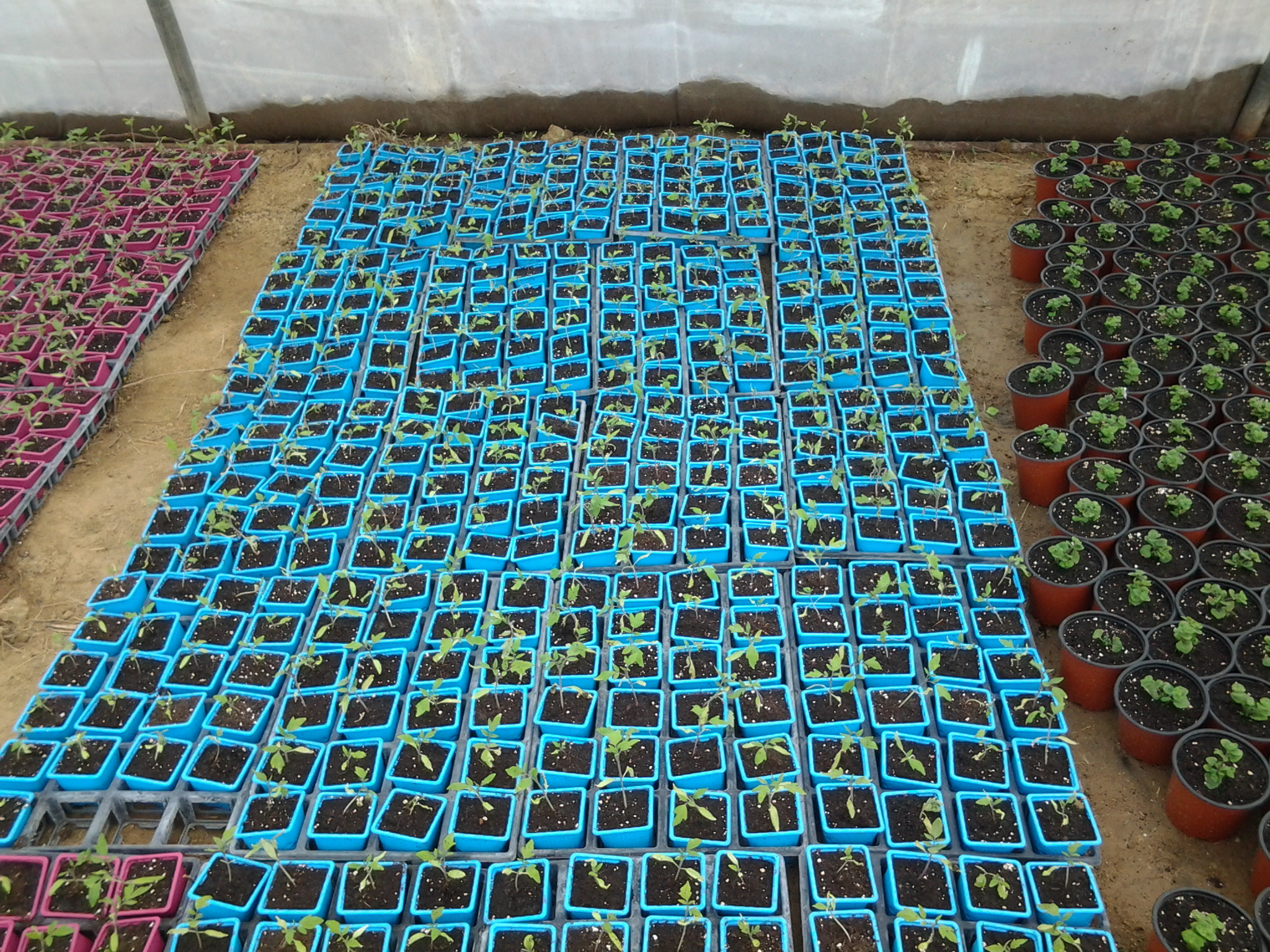 horti_3.jpg