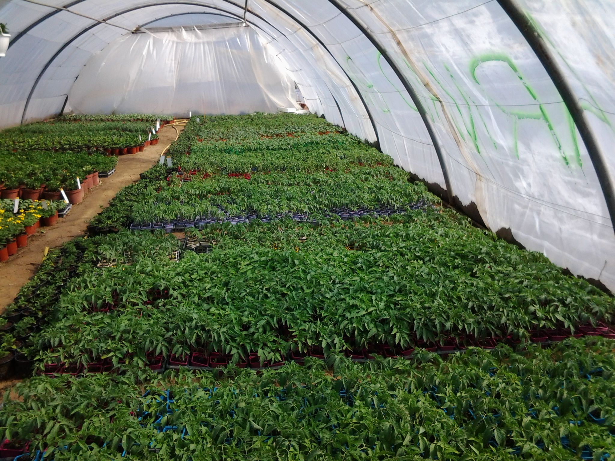 horti_4.jpg