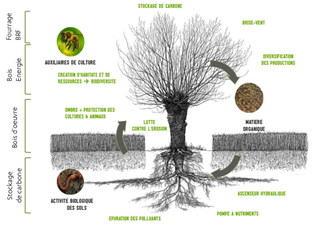 schema-agroforesterie.png